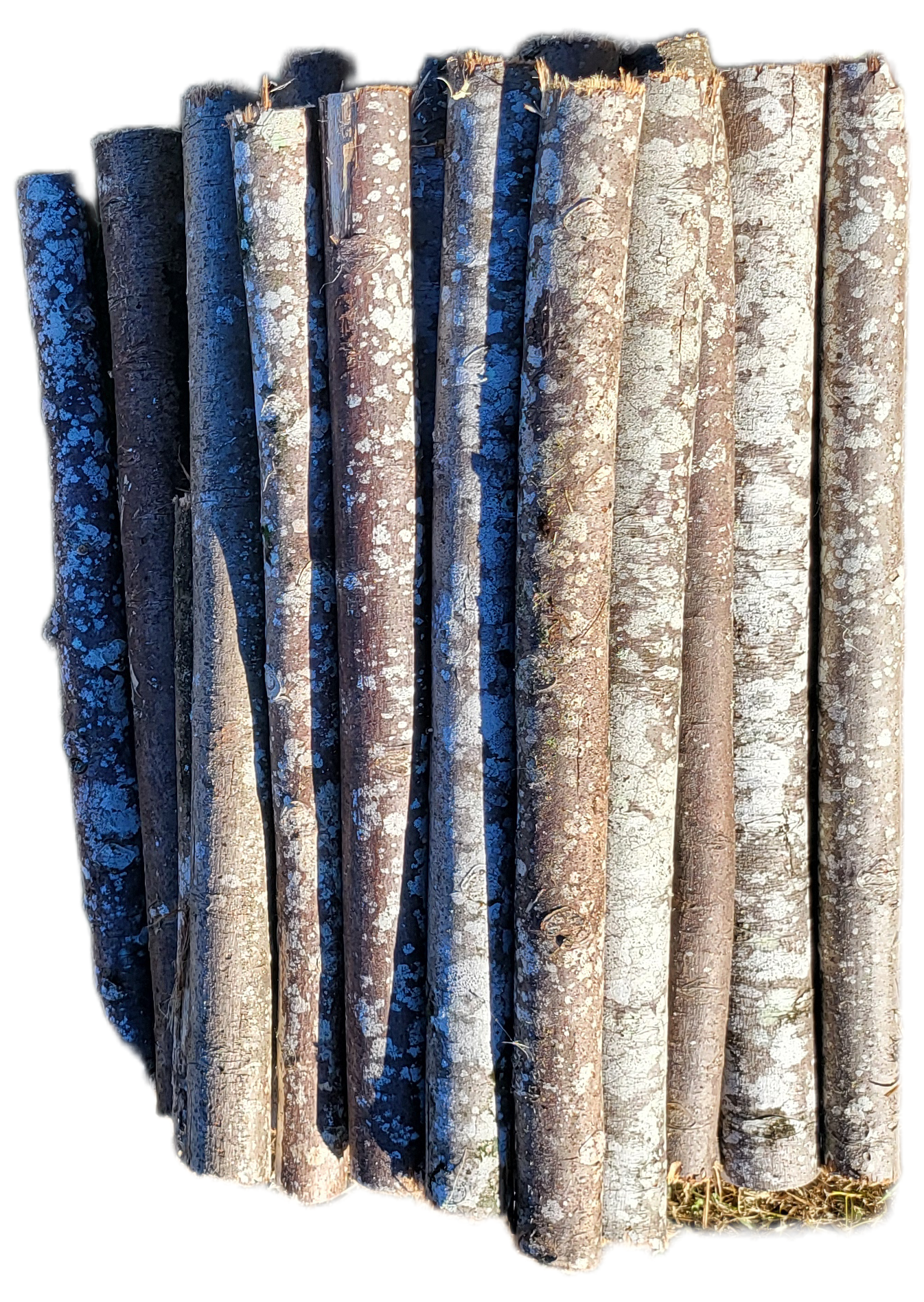 30mm to 80mm Balsawood Branches