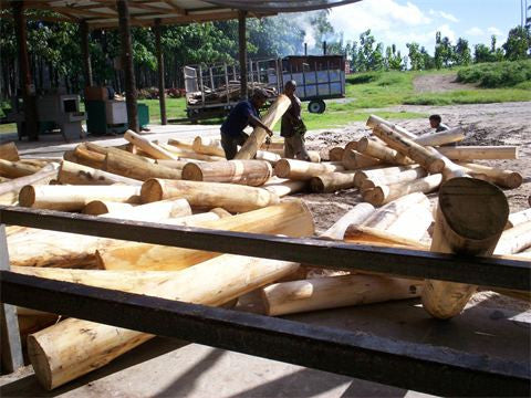 Travel to Papua New Guinea and build a balsa board