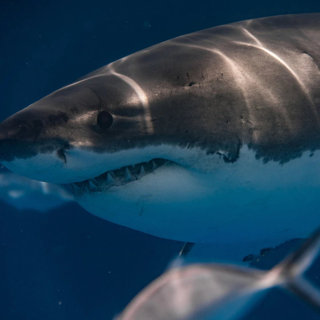 Shark eyes
