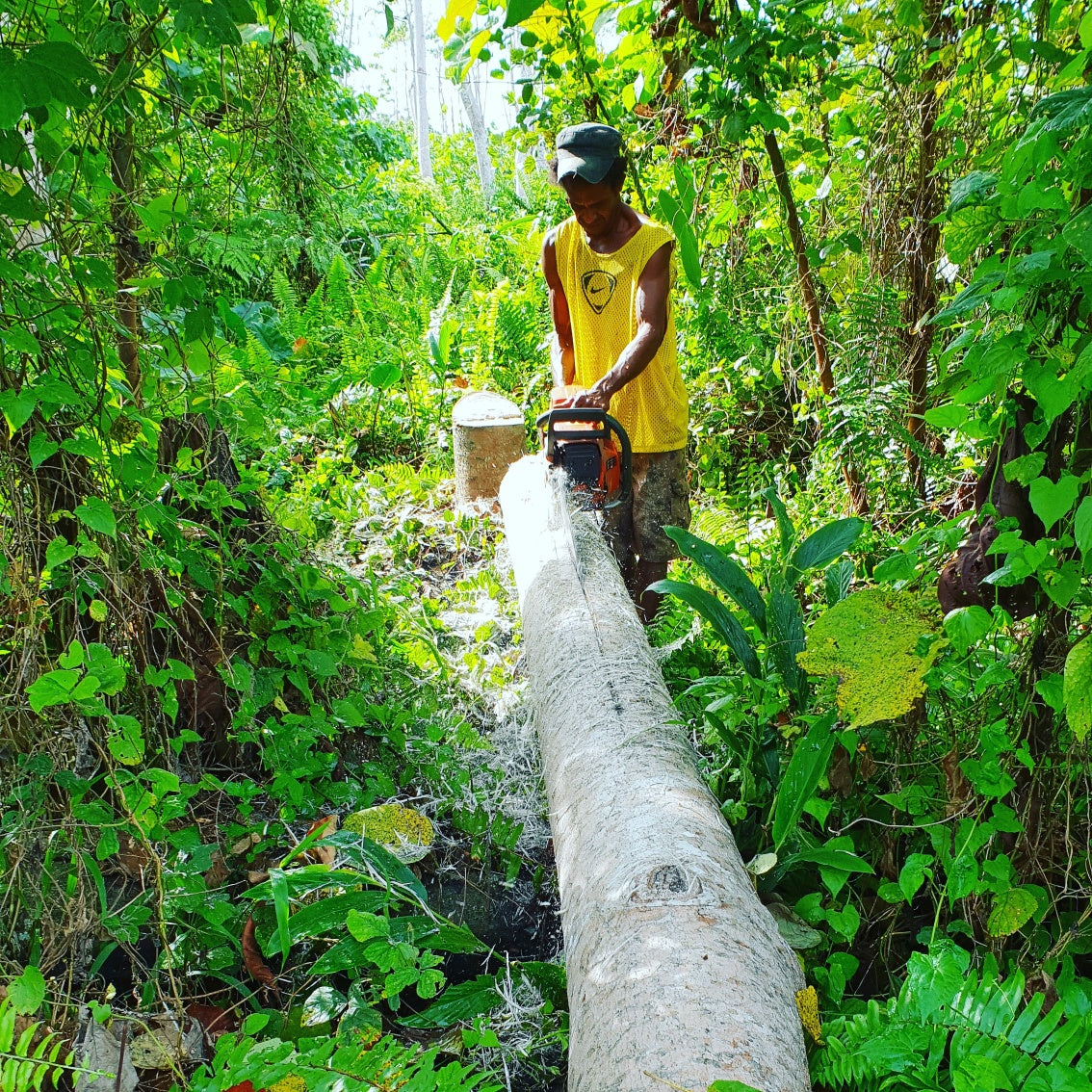 Raw balsa wood LOGS or trees or branches