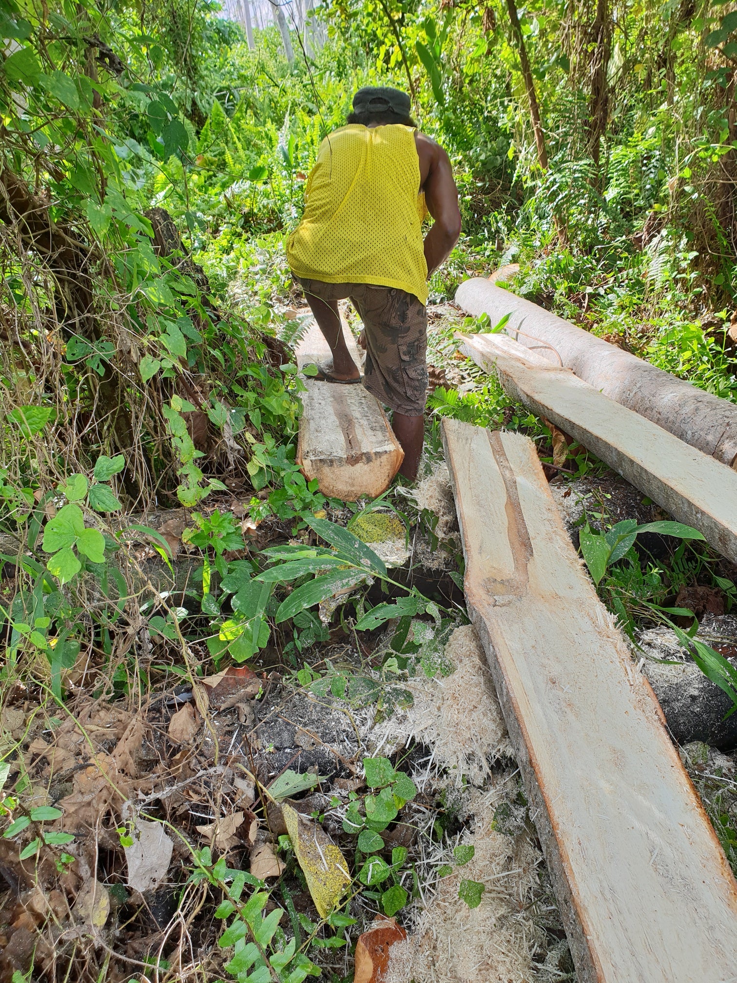 Raw balsa wood LOGS or trees or branches